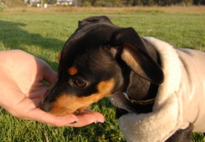 Feeding dog